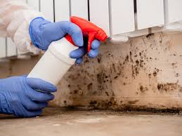 Reliable Mountain View, AR Mold Removal & Remediation Solutions